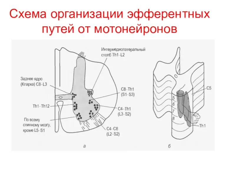 Схема организации эфферентных путей от мотонейронов