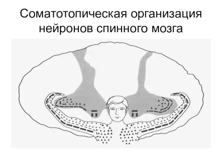 Соматотопическая организация нейронов спинного мозга