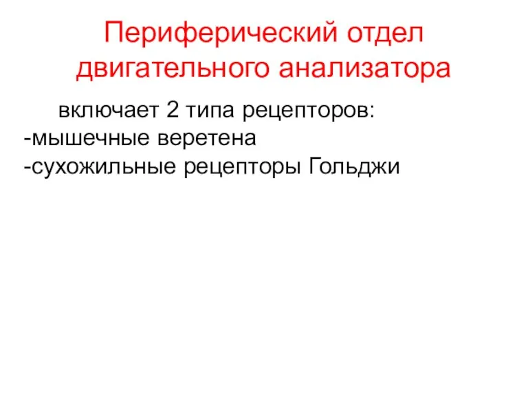 Периферический отдел двигательного анализатора включает 2 типа рецепторов: мышечные веретена сухожильные рецепторы Гольджи