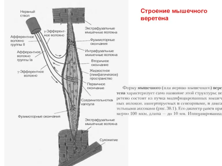 Строение мышечного веретена