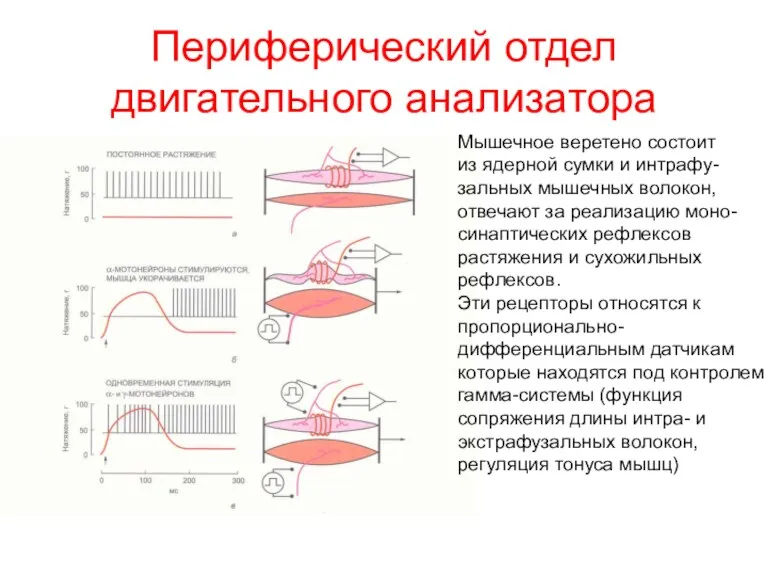 Периферический отдел двигательного анализатора Мышечное веретено состоит из ядерной сумки