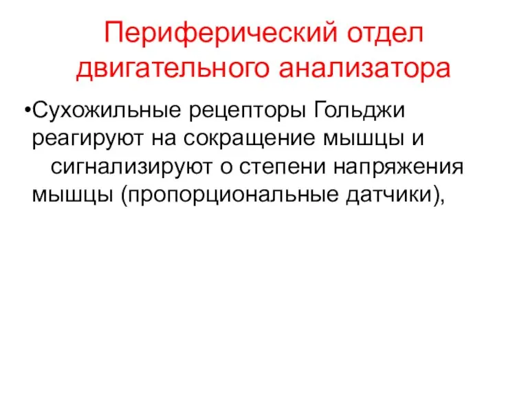 Периферический отдел двигательного анализатора Сухожильные рецепторы Гольджи реагируют на сокращение