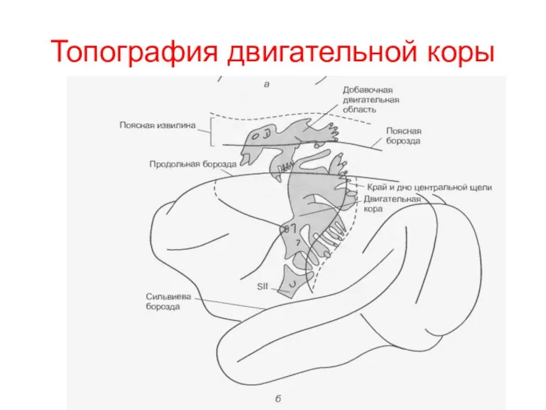 Топография двигательной коры