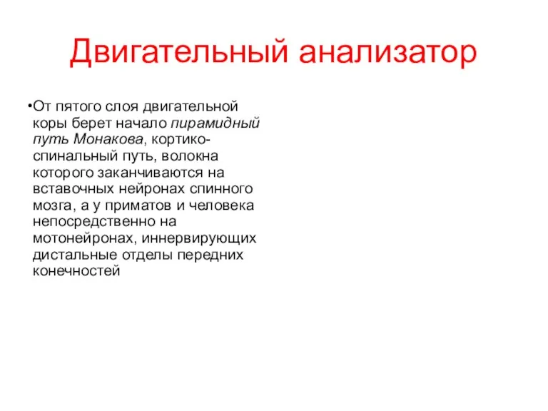 Двигательный анализатор От пятого слоя двигательной коры берет начало пирамидный