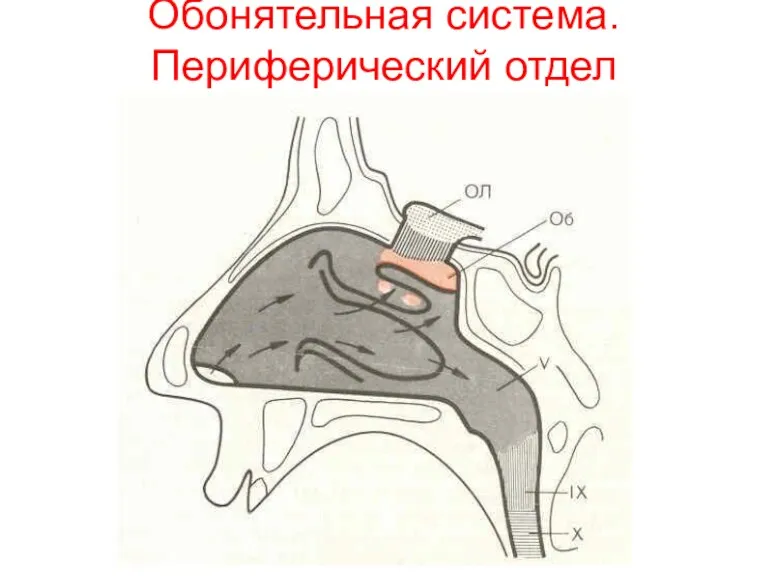 Обонятельная система. Периферический отдел