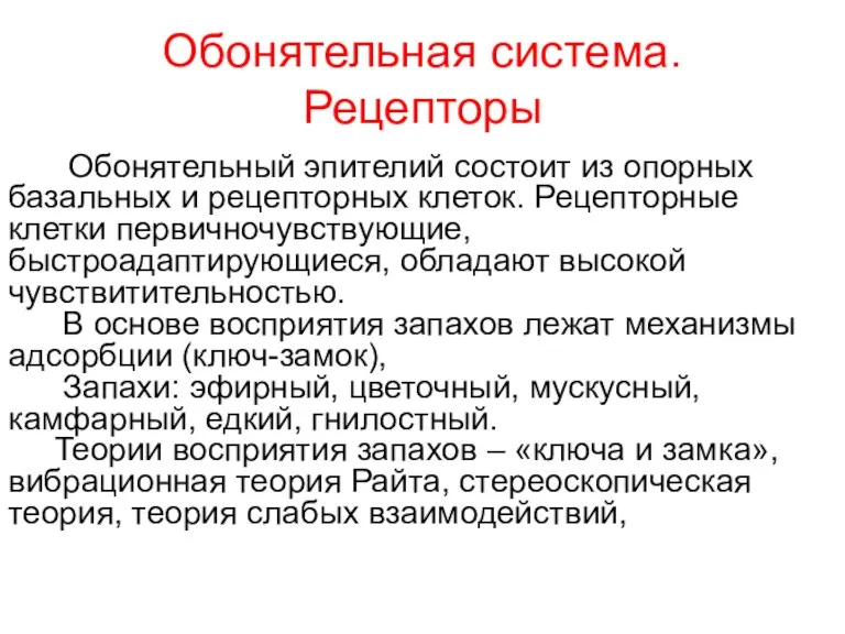 Обонятельная система. Рецепторы Обонятельный эпителий состоит из опорных базальных и