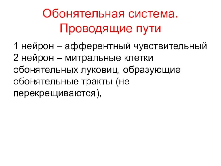 Обонятельная система. Проводящие пути 1 нейрон – афферентный чувствительный 2