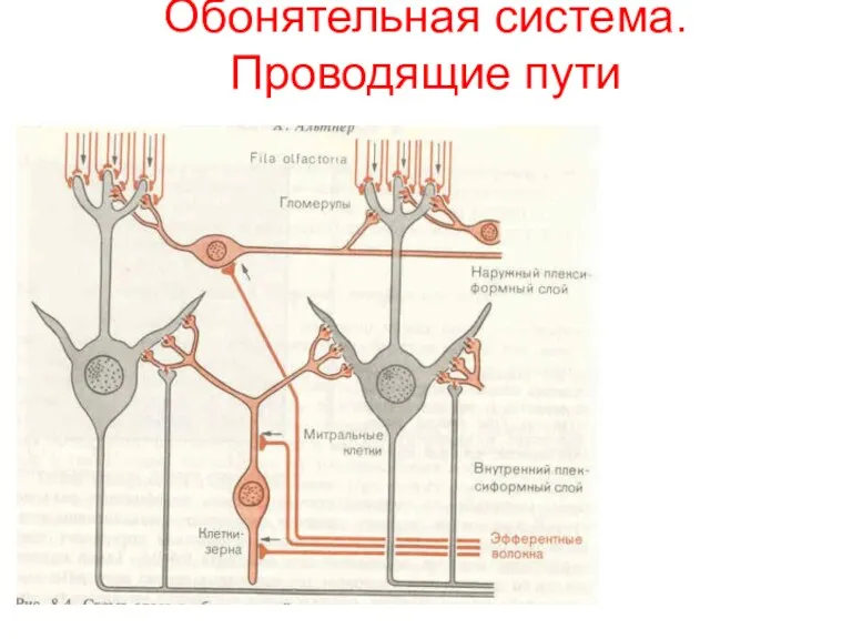 Обонятельная система. Проводящие пути