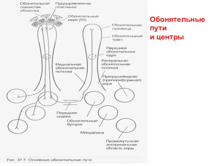 Обонятельные пути и центры