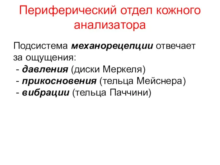 Периферический отдел кожного анализатора Подсистема механорецепции отвечает за ощущения: -