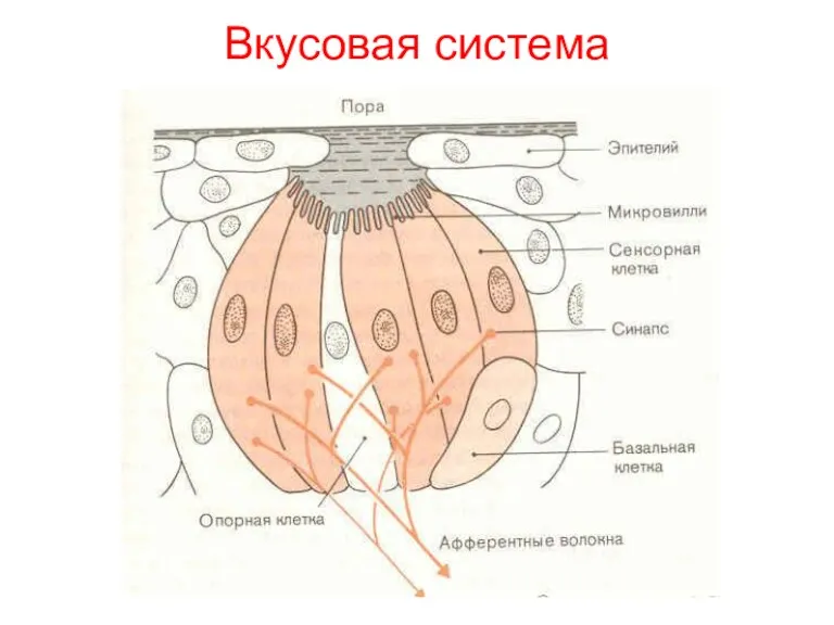 Вкусовая система