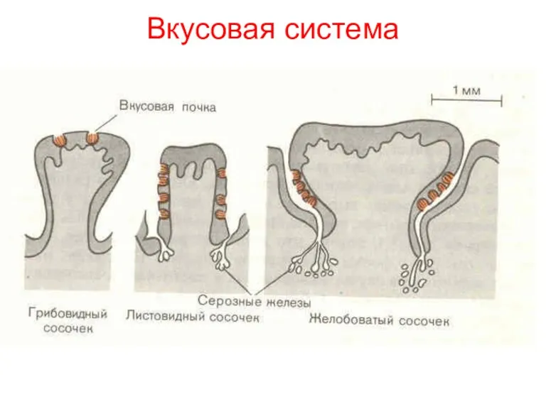 Вкусовая система