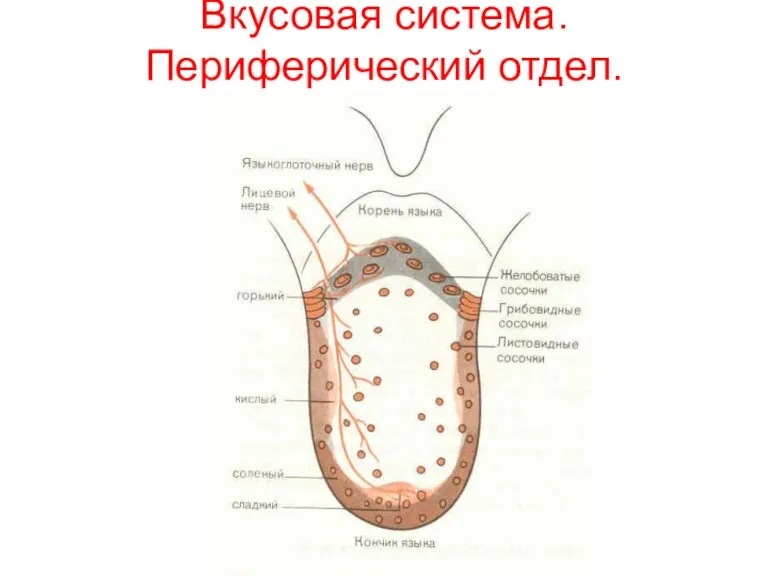 Вкусовая система. Периферический отдел.