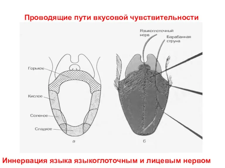 Иннервация языка языкоглоточным и лицевым нервом Проводящие пути вкусовой чувствительности