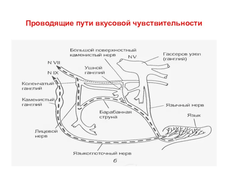 Проводящие пути вкусовой чувствительности