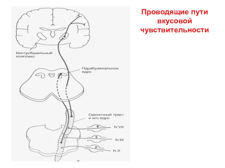 Проводящие пути вкусовой чувствительности