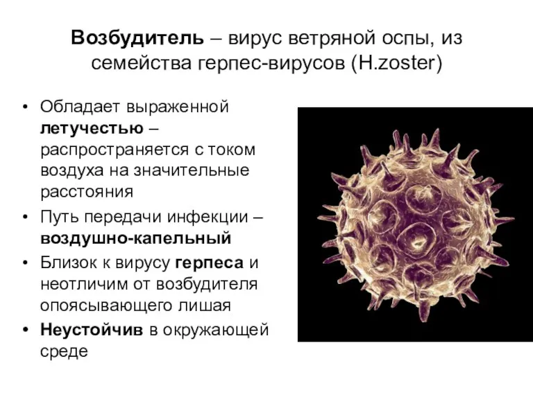 Возбудитель – вирус ветряной оспы, из семейства герпес-вирусов (H.zoster) Обладает