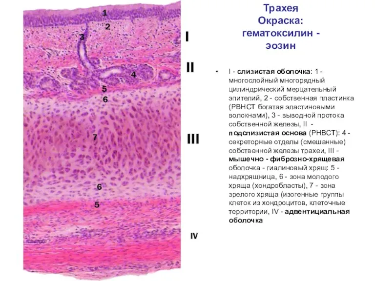 Трахея Окраска: гематоксилин - эозин I - слизистая оболочка: 1