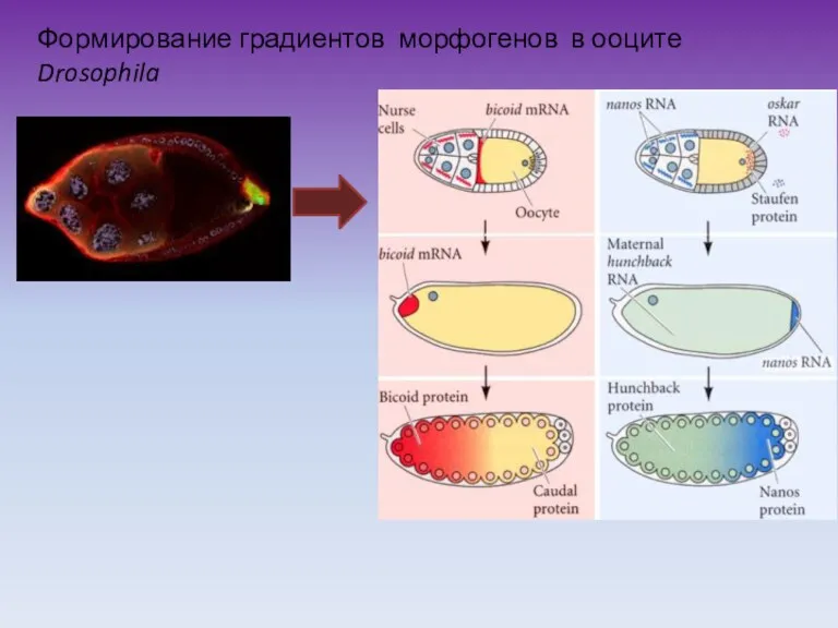 Формирование градиентов морфогенов в ооците Drosophila