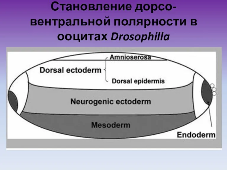 Становление дорсо-вентральной полярности в ооцитах Drosophilla