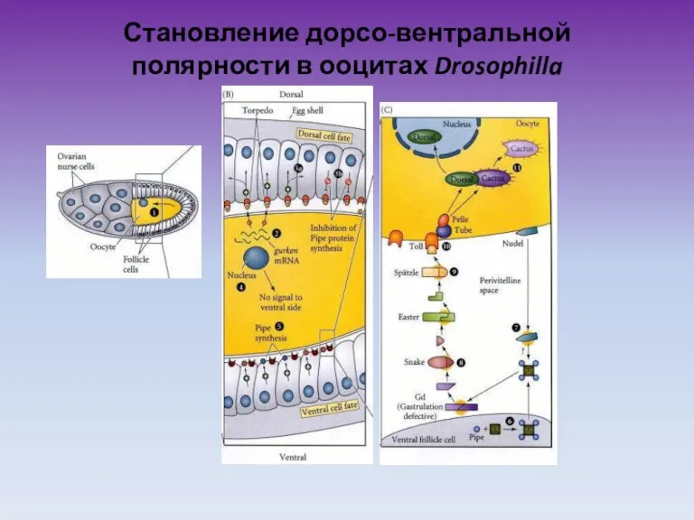 Становление дорсо-вентральной полярности в ооцитах Drosophilla