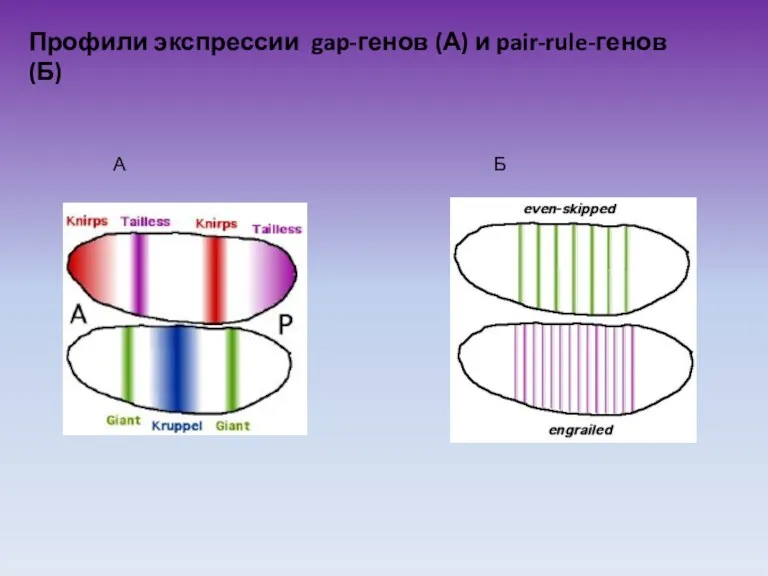 Профили экспрессии gap-генов (А) и pair-rule-генов (Б) А Б