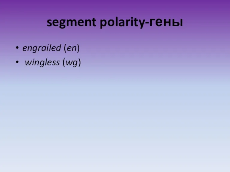 segment polarity-гены engrailed (en) wingless (wg)
