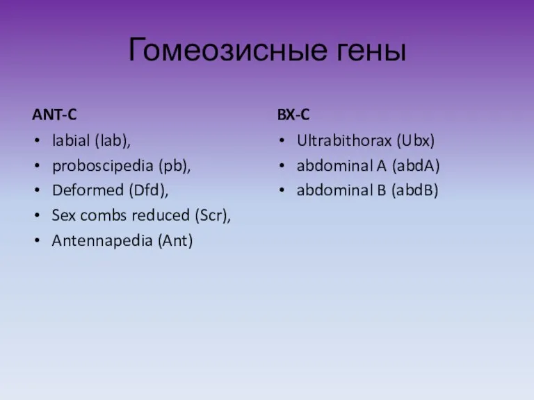 Гомеозисные гены ANT-C labial (lab), proboscipedia (pb), Deformed (Dfd), Sex combs reduced (Scr),