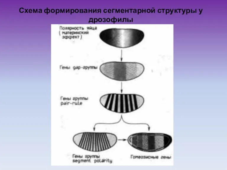 Схема формирования сегментарной структуры у дрозофилы