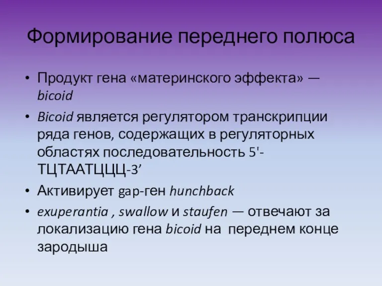 Формирование переднего полюса Продукт гена «материнского эффекта» — bicoid Bicoid является регулятором транскрипции