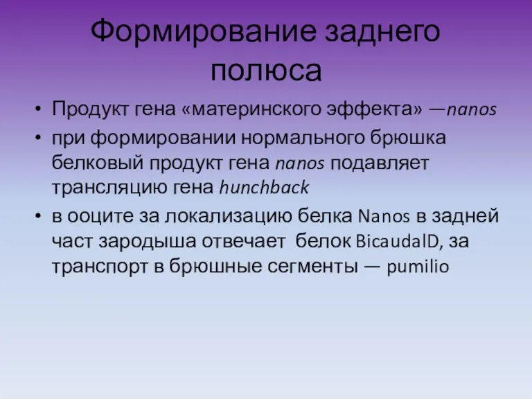 Формирование заднего полюса Продукт гена «материнского эффекта» —nanos при формировании нормального брюшка белковый