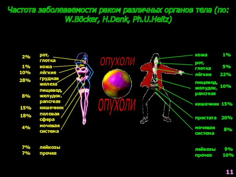 2% Частота заболеваемости раком различных органов тела (по: W.Böcker, H.Denk,