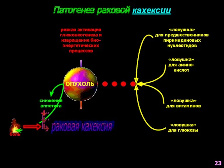 Патогенез раковой кахексии ОПУХОЛЬ боль снижение аппетита «ловушка» для предшественников