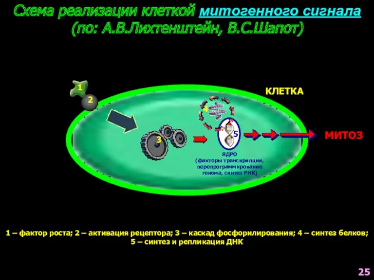 Схема реализации клеткой митогенного сигнала (по: А.В.Лихтенштейн, В.С.Шапот) ЯДРО (факторы