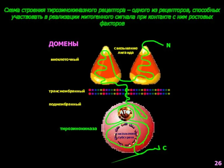 Схема строения тирозинокиназного рецептора – одного из рецепторов, способных участвовать
