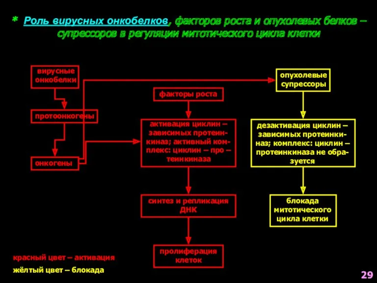 * Роль вирусных онкобелков, факторов роста и опухолевых белков –