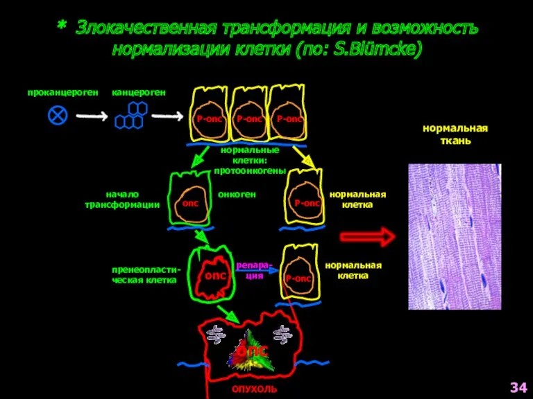 * Злокачественная трансформация и возможность нормализации клетки (по: S.Blümcke) Р-onc