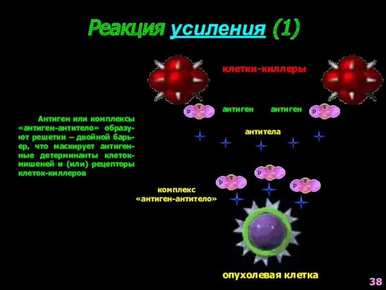 Реакция усиления (1) Антиген или комплексы «антиген-антитело» образу-ют решетки –