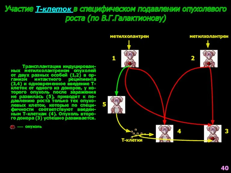 Участие Т-клеток в специфическом подавлении опухолевого роста (по В.Г.Галактионову) Трансплантация