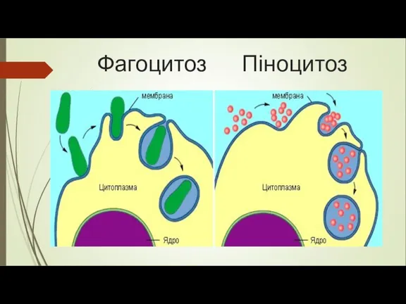 Фагоцитоз Піноцитоз