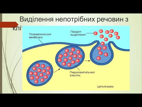 Виділення непотрібних речовин з клітини