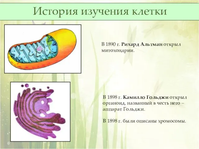 В 1890 г. Рихард Альтман открыл митохондрии. В 1898 г.