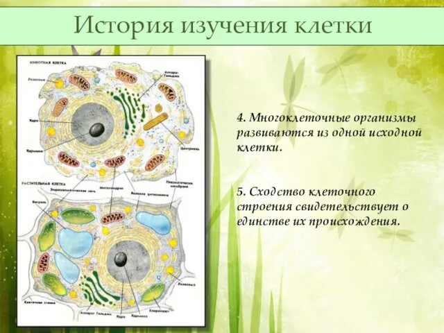 4. Многоклеточные организмы развиваются из одной исходной клетки. 5. Сходство