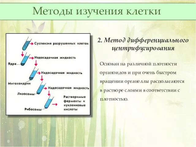 2. Метод дифференциального центрифугирования Основан на различной плотности органоидов и