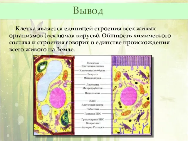 Клетка является единицей строения всех живых организмов (исключая вирусы). Общность