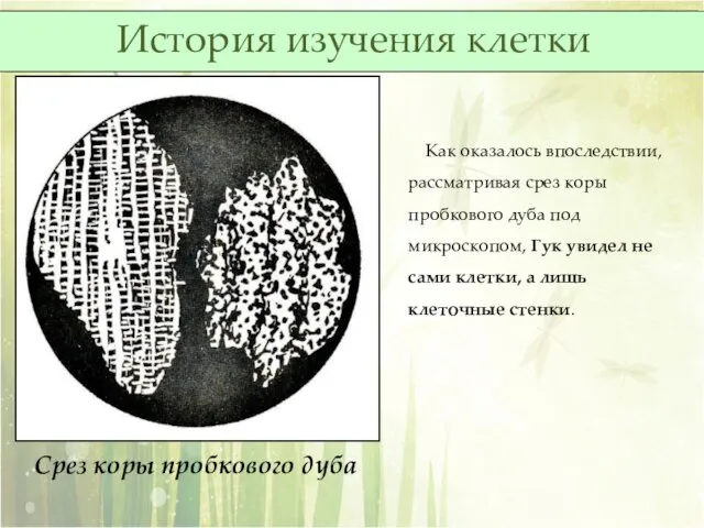 Срез коры пробкового дуба Как оказалось впоследствии, рассматривая срез коры