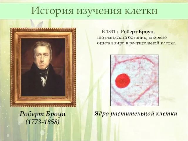 В 1831 г. Роберт Броун, шотландский ботаник, впервые описал ядро