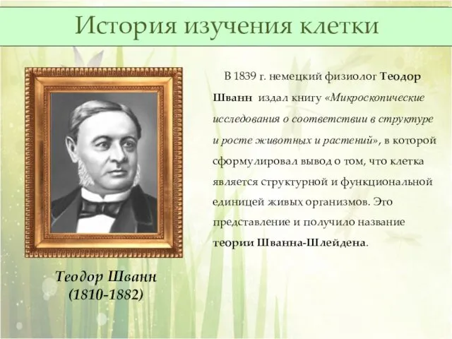 Теодор Шванн (1810-1882) В 1839 г. немецкий физиолог Теодор Шванн