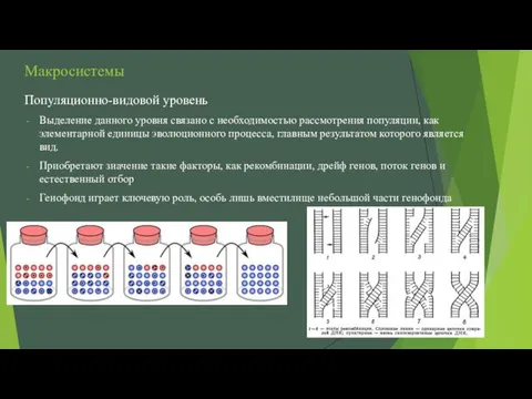 Макросистемы Популяционно-видовой уровень Выделение данного уровня связано с необходимостью рассмотрения