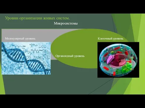 Уровни организации живых систем. Молекулярный уровень Микросистемы Органоидный уровень Клеточный уровень